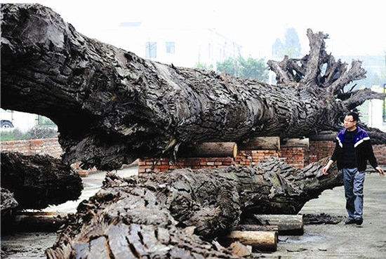 「一物一品·第四十期」红木家具-古代乌木篇