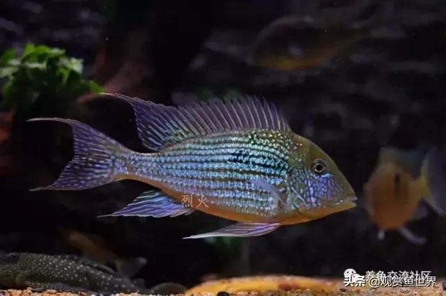 食土鲷一般多大尺寸,食土鲷哪个品种小一点