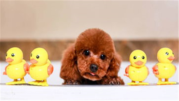 狗狗配种的4个正确方法，不错过最佳时间