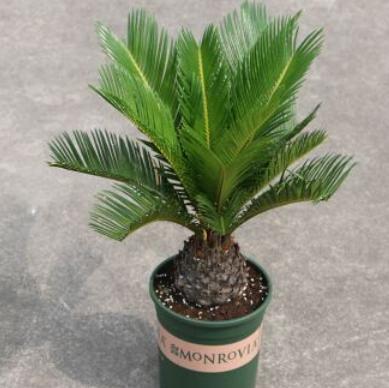 家里养铁树的风水讲究,铁树在家养镇宅