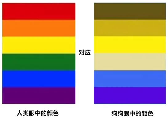 狗狗是色盲吗,狗狗是色盲还是色弱