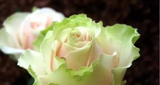 一万年一次的2020520;一起认识100种玫瑰~别送错啊