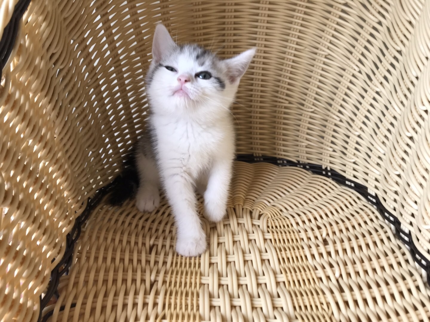 宠物市场买到星期猫,买猫怕买到星期猫该怎么做