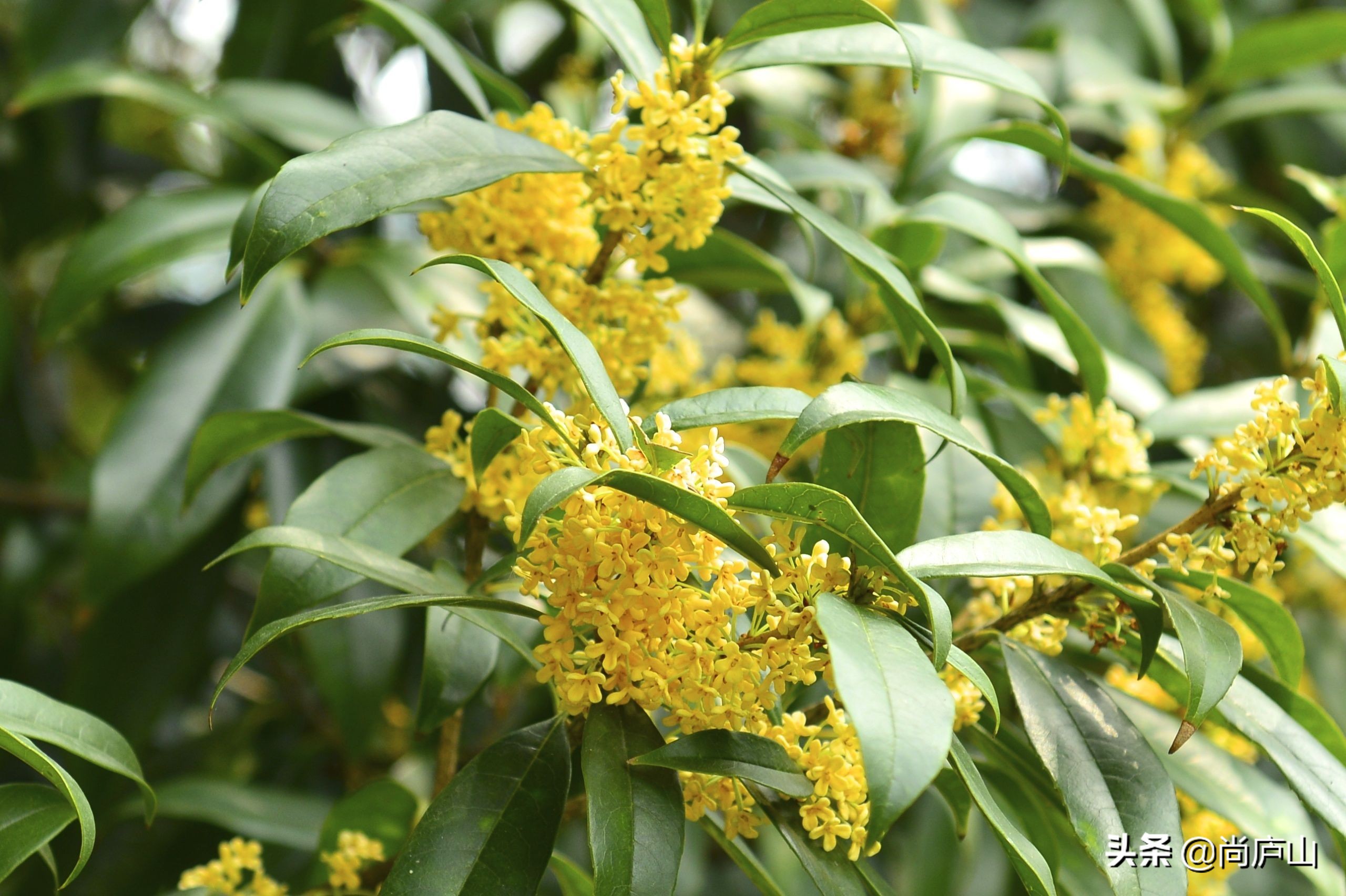 又闻桂花香,闻着阵阵桂花香