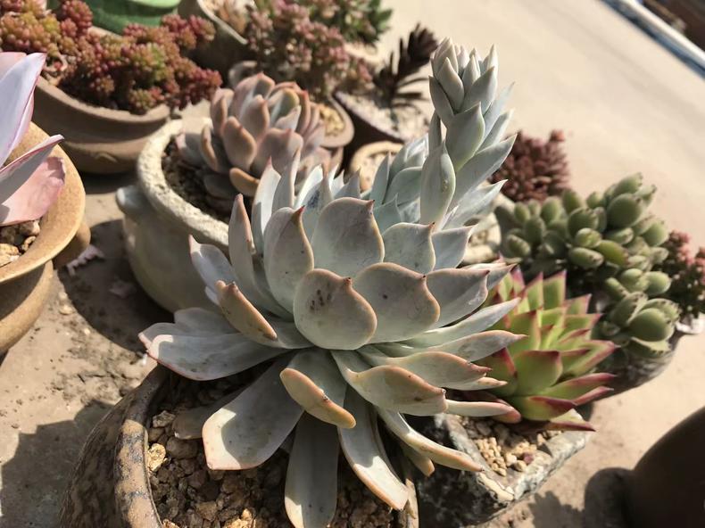 多肉叶子有斑,多肉叶子长斑是什么原因