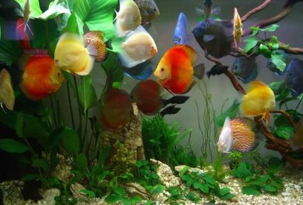 观赏鱼最怕得什么病该怎样补救,观赏鱼常见病症及应对措施