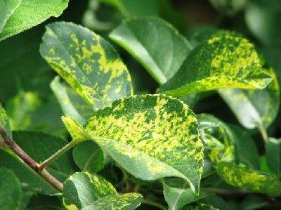 苹果树黄叶病的原因,苹果树黄叶病和打除草剂有关系吗