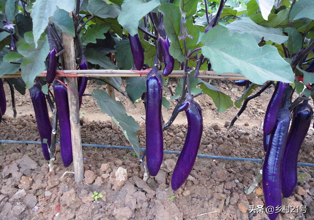 茄子开花不结果要施什么肥,茄子坐果少怎么解决