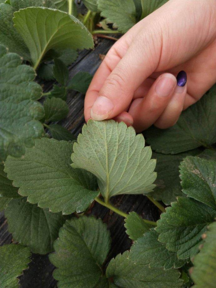 草莓红蜘蛛早上打药好还是下午好,草莓红蜘蛛怎么能彻底根除