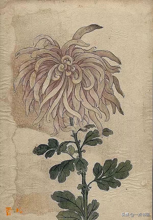 缪谷瑛菊花国画作品专辑,缪谷瑛菊花画法