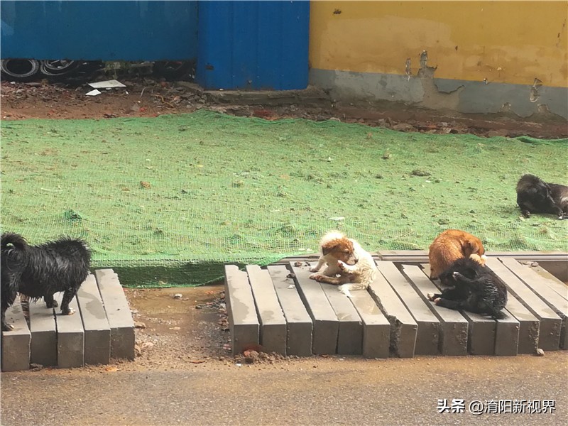 南阳八月七日下午这场雨,说来就来也不给你打个招乎