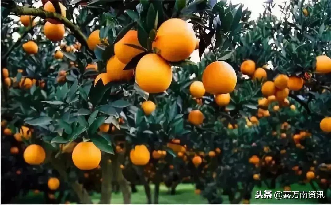 重庆家乡美食,重庆各个区县有名的美食