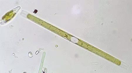 水产养殖业藻类的生命周期,水产养殖常见藻类植物