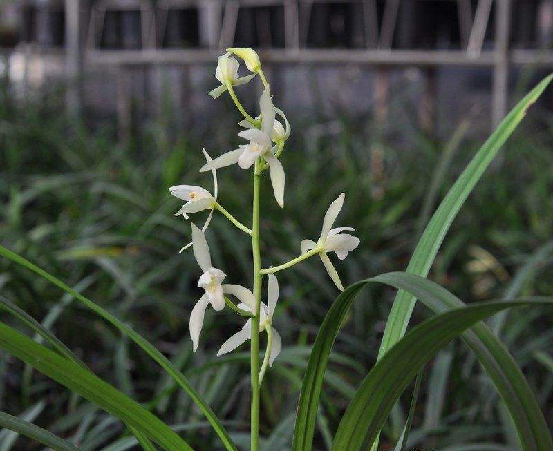 今年有哪些年宵花,春节6种年宵花推荐颜值高寓意好