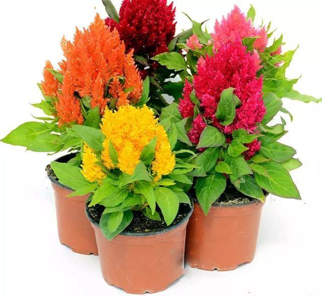 适合新手养的漂亮植物，价格便宜还好养活，来看看有没有你喜欢的