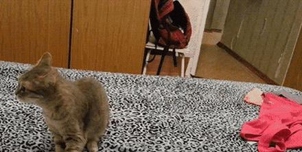 猫狗必备的药,收藏必备药品