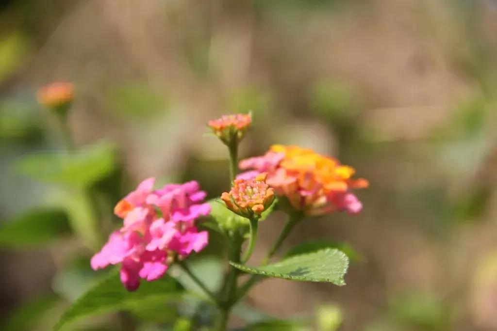 沉香树长得是什么样的,沉香漂亮
