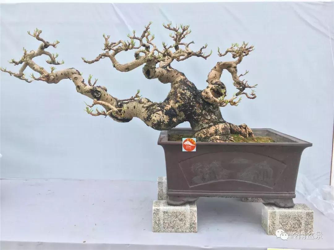 临水式金弹子盆景图片大全欣赏,看盆景展里赏心悦目的盆景