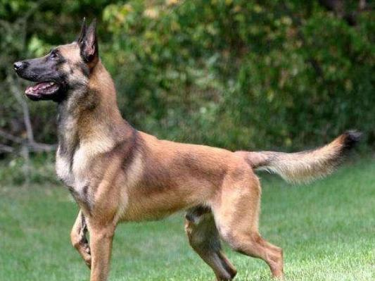 什么狗狗最好养也会保护主人,最忠诚和保护主人的狗