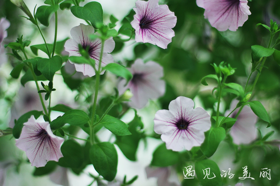 百万葵园有多坑,百万葵园免门票