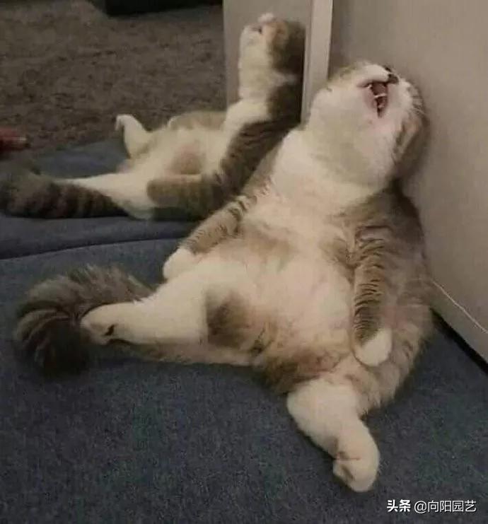 在家种猫薄荷会被猫咪吃掉吗,养薄荷对猫咪有害吗