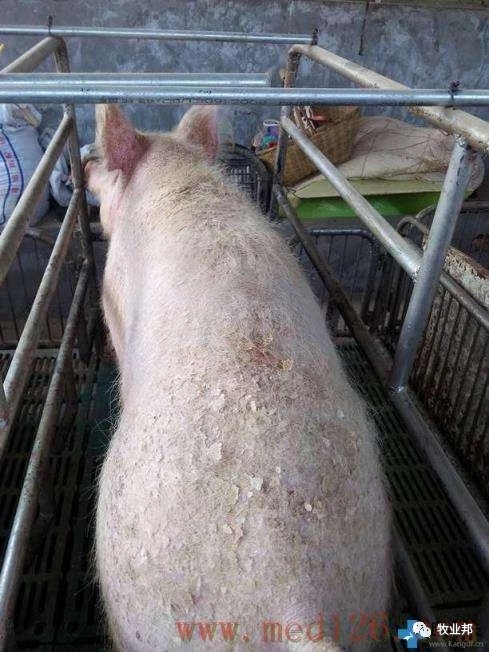 【猪事如意】帮姆健-------养殖场发动机、摇钱树的守护神