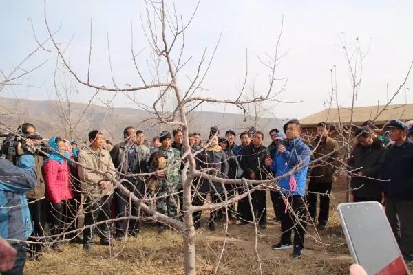 红富士苹果树修剪新方法,现在苹果树的剪枝修整方法