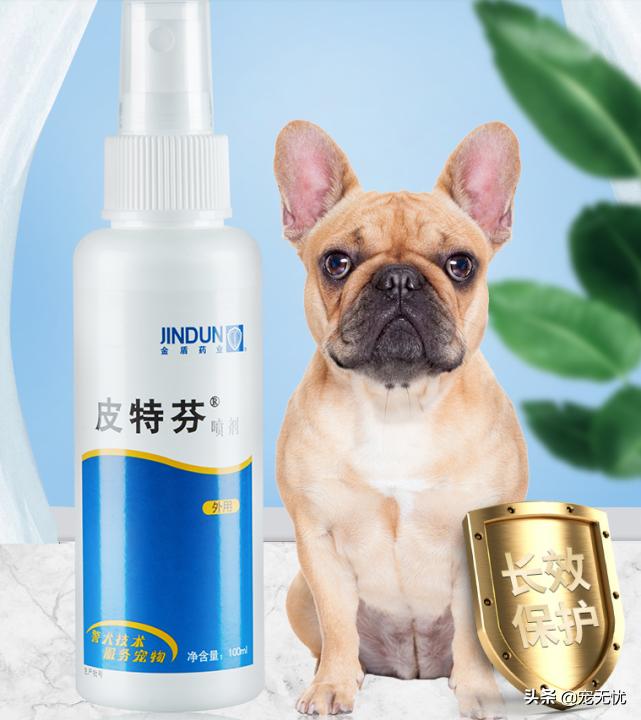 猫咪感染猫癣？不要急，这篇文章全部给你解决