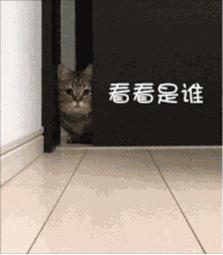 自从有了猫,自从有了猫以后好像变了一个人