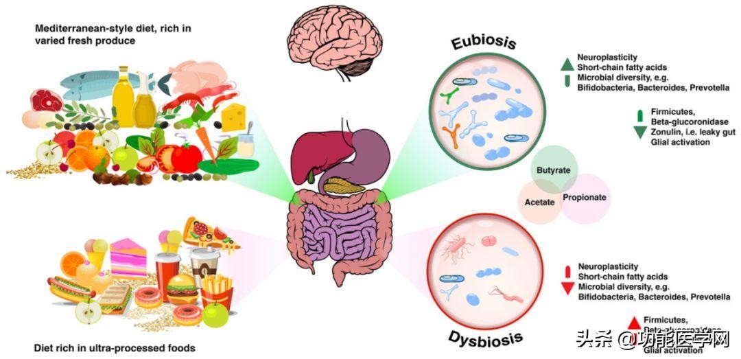 让人着迷的元素,微生物脑肠轴介绍