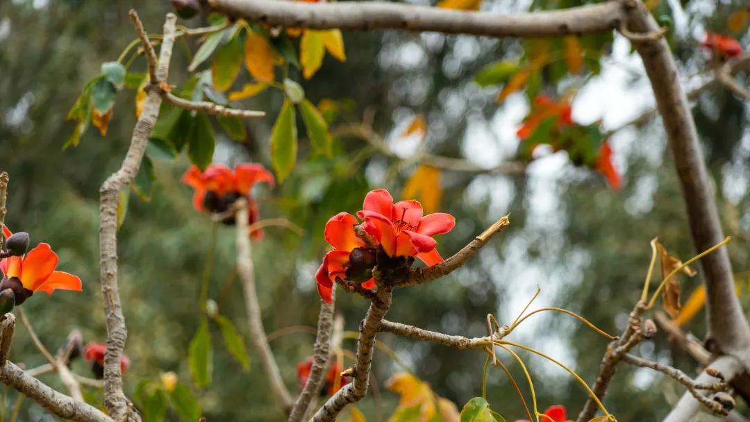 阳春三月踏青吟,阳春三月诗和风景