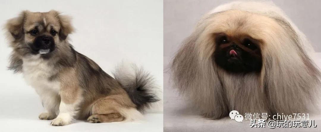 京巴狗与西藏狗,京巴犬和西班牙獒