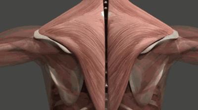 引起颈肩疼痛的原因有哪些,引起颈肩痛和腰腿痛的主要原因