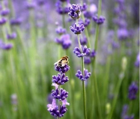 十大名花排名哪种花排名第一,水仙花是我国的十大名花之一