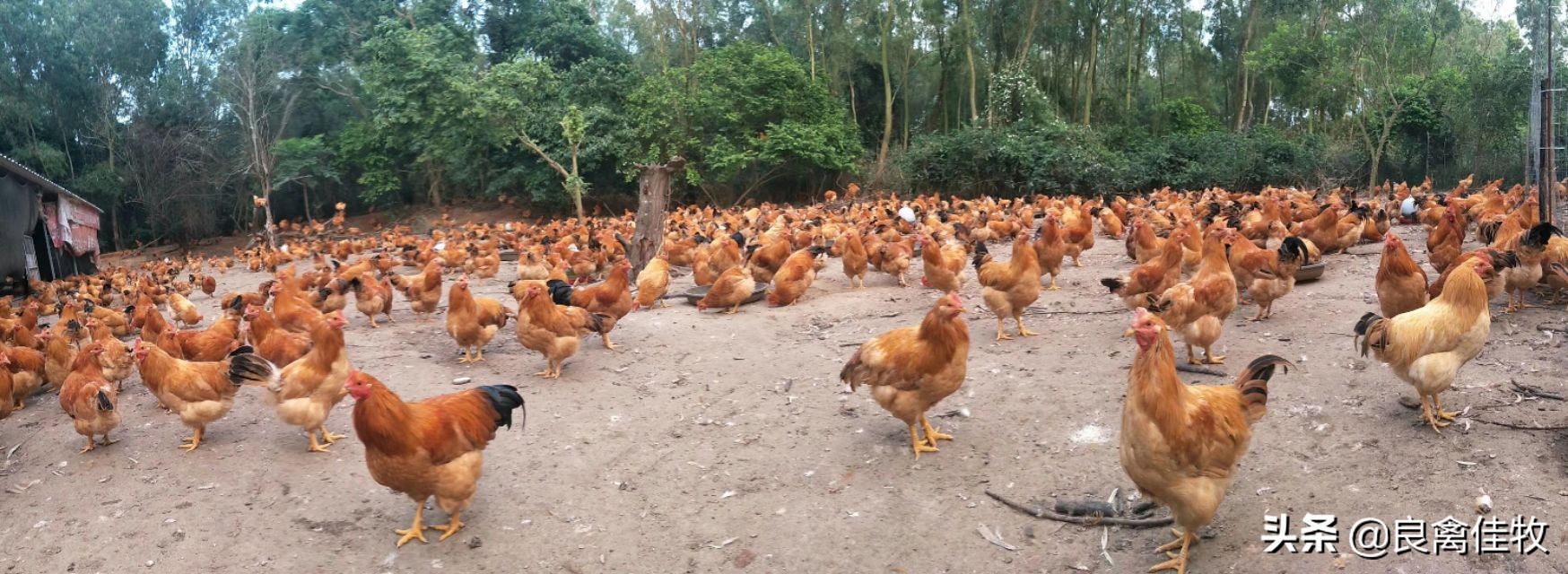 土方治鸡感冒详细介绍两个方法，省钱