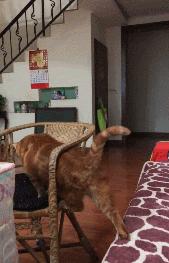 猫的内在品质,猫的本质就是嫌弃主人