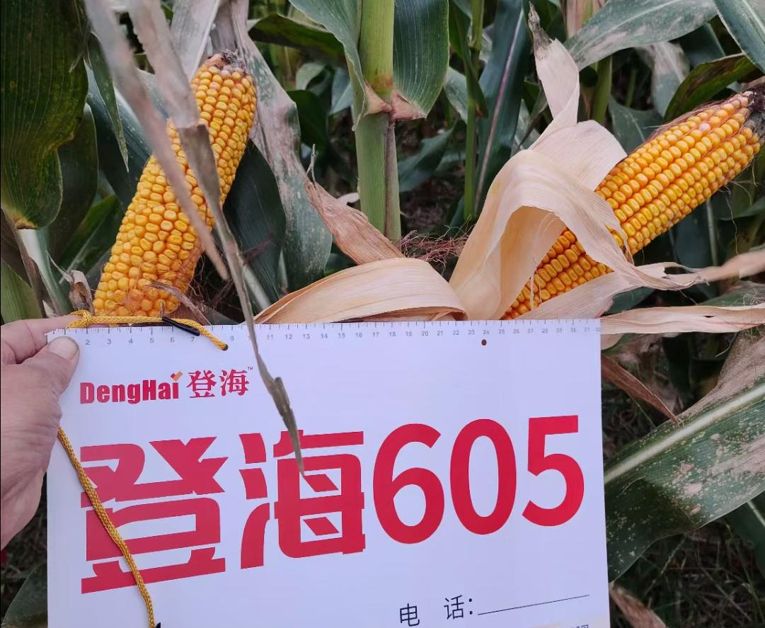 黄淮海主推玉米品种中农大678,最新黄淮地区玉米品种前十名名单