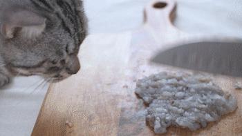 2分钟,夺走小猫咪的命