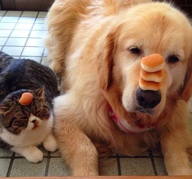 养狗必备的十大装备,新手养狗必买物件