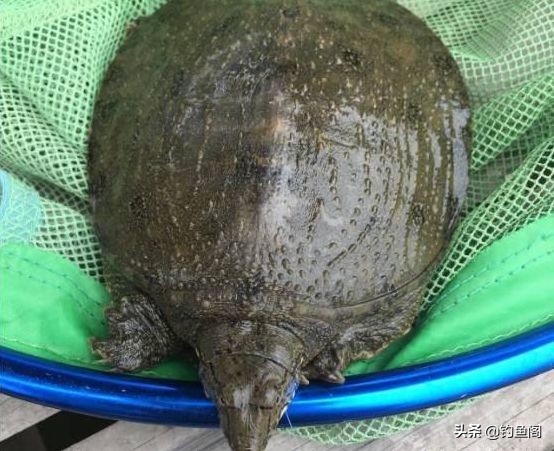 钓甲鱼的技巧大全,钓甲鱼方法和绝招新手