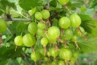 鍘熸潵鏂扮枂鐨勬按鏋滃姝ょ敎,鍘熸潵涓滃寳鐨勫湡鐗逛骇