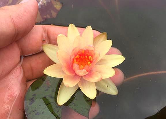 碗莲花的栽培方法图解大全,无土栽培的碗莲花怎么种