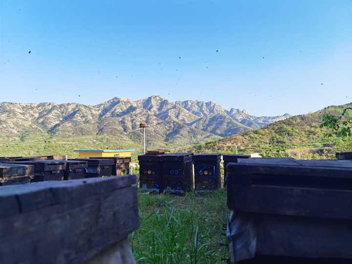 什么蜂蜜好，想买点给父母吃？