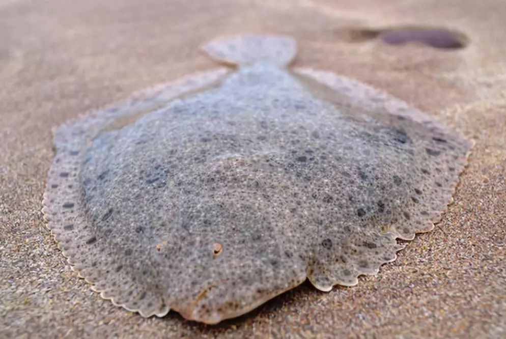大菱鲆鱼养殖优缺点,大菱鲆处理方法