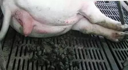 养母猪绝招母猪吃什么奶水多,养母猪的关键技术