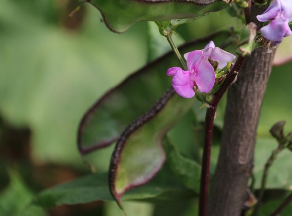 母女同时被拐卖的悲惨命运,母女的命运会相似吗