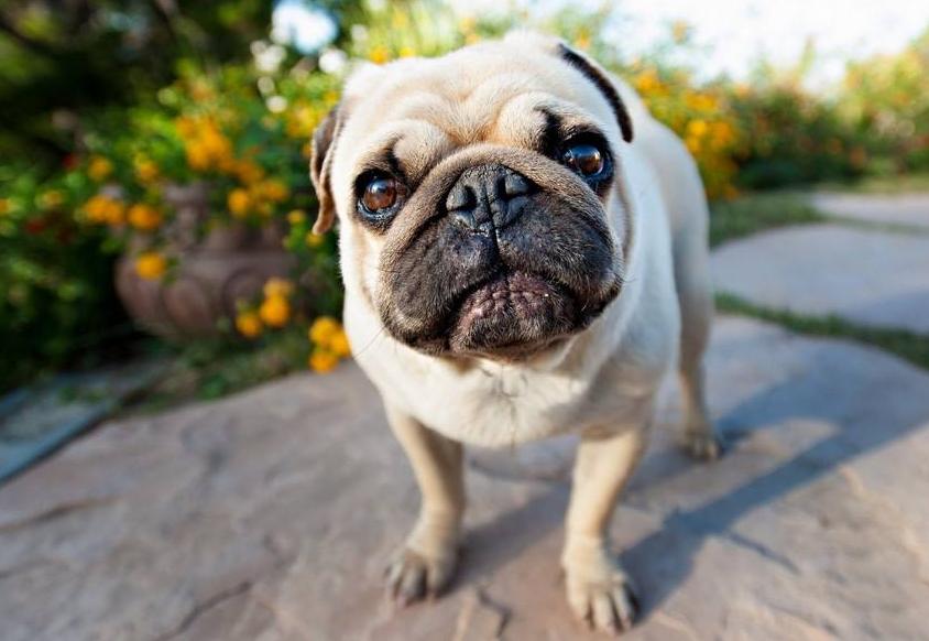 柴犬和巴哥犬的优缺点,鹰版巴哥犬优缺点