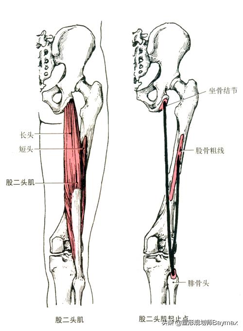 用两个动作就能练出腿部肌肉,四个动作练腿够不够
