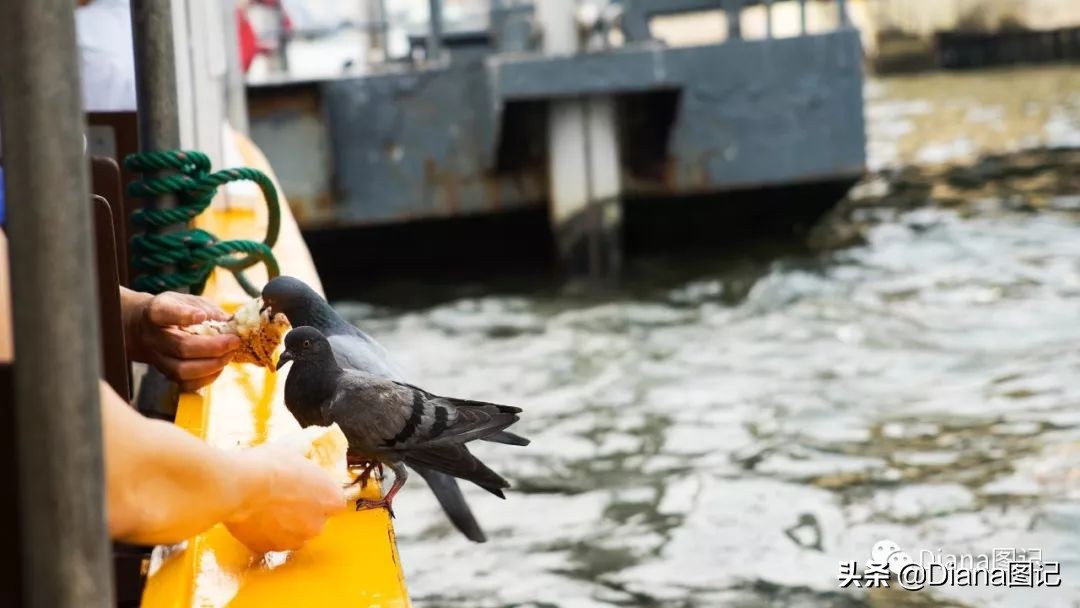 夜游泰国曼谷湄南河品美食赏表演,泰国旅游攻略必去景点夜市