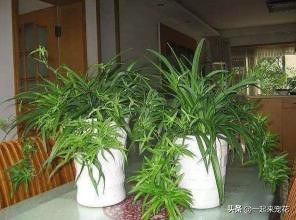 吊兰花浇什么水长得最快,浇什么让吊兰长的快又好看